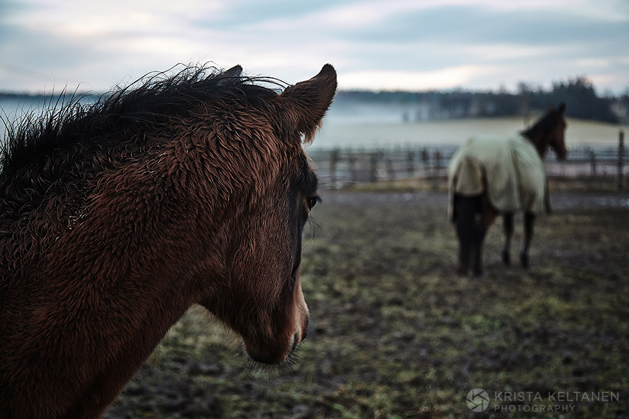travel-ontheroad-finland-kerkkoo-porvoo-sumu-maisema-horses-hevoset-krista-keltanen-02