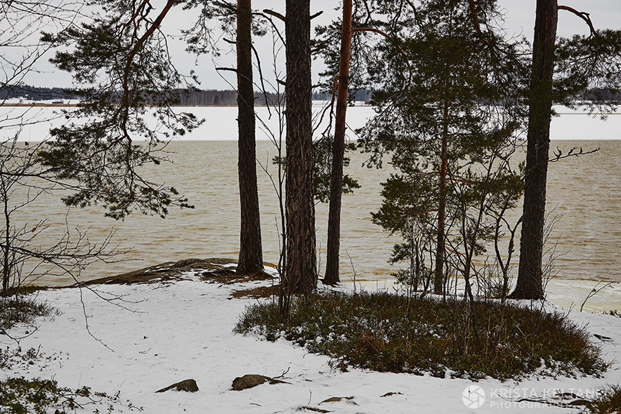 03-halosenniemi-pekka-halonen-forest-metsa-finland-suomi-photo-krista-keltanen-07