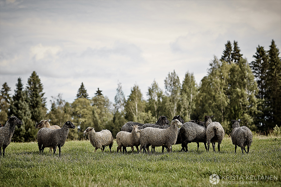08-tiirinkoski-lammas-lampuri-lampaat-suomi-maaseutu-photo-krista-keltanen-02