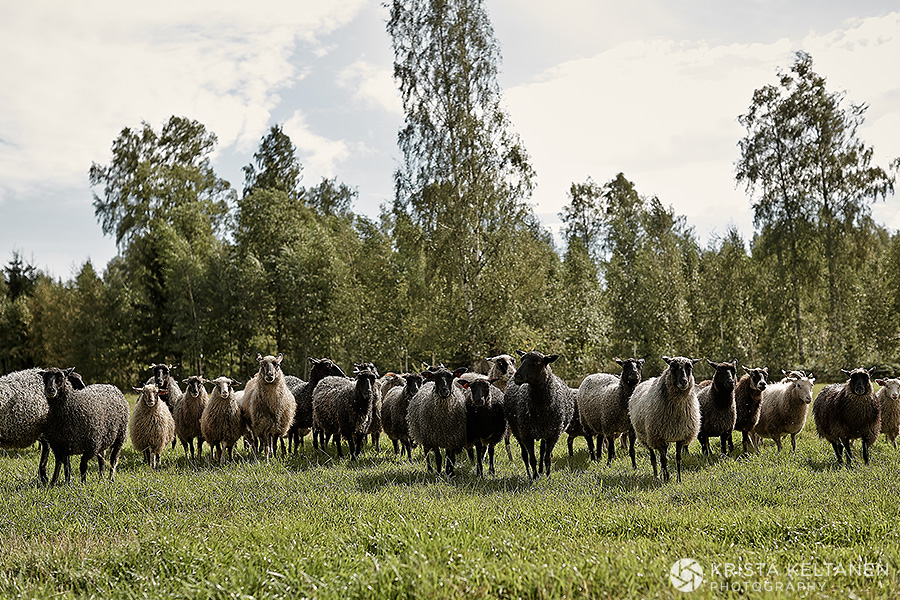08-tiirinkoski-lammas-lampuri-lampaat-suomi-maaseutu-photo-krista-keltanen-05