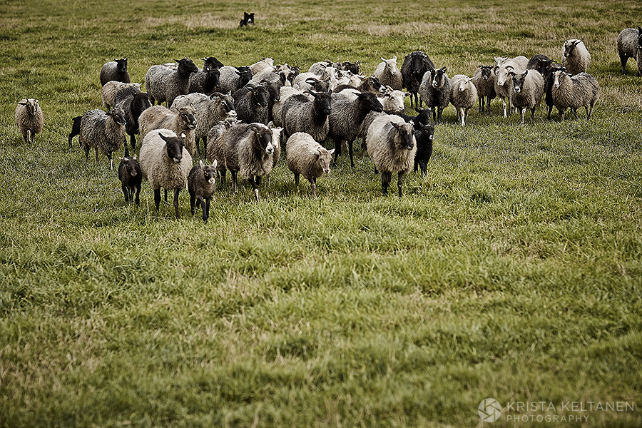 08-tiirinkoski-lammas-lampuri-lampaat-suomi-maaseutu-photo-krista-keltanen-07