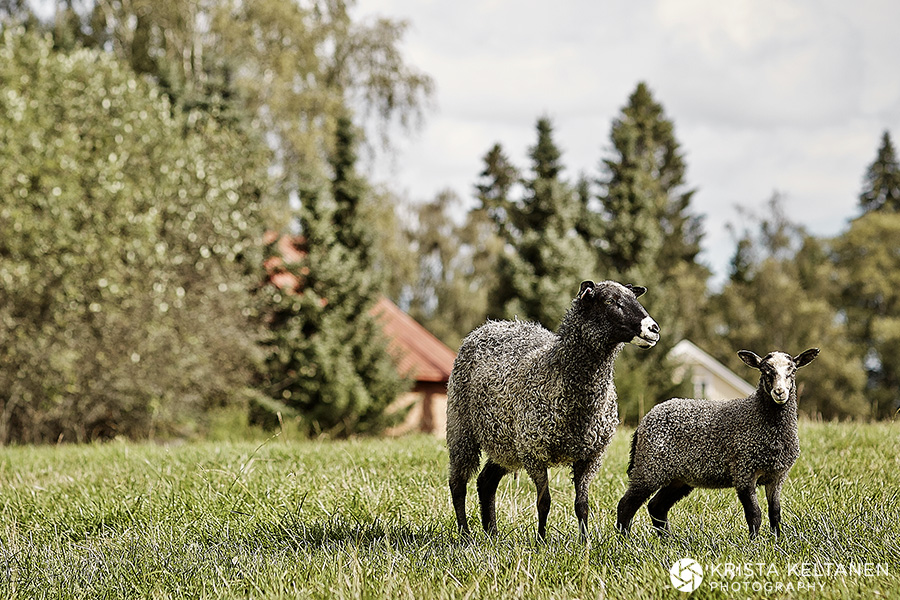 08-tiirinkoski-lammas-lampuri-lampaat-suomi-maaseutu-photo-krista-keltanen-15