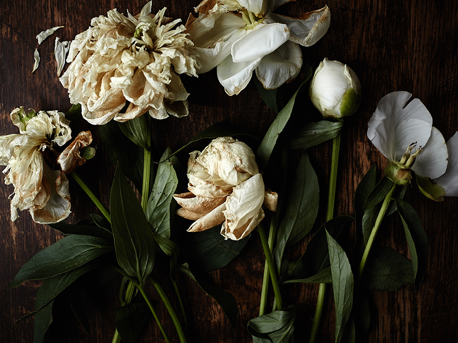 05-2015-flowers-beautiful-peony-photo-krista-keltanen-01