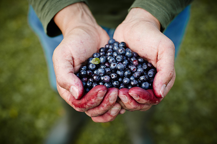 07-2015-suomi-forest-blueberry-mustikka-photo-krista-keltanen-01