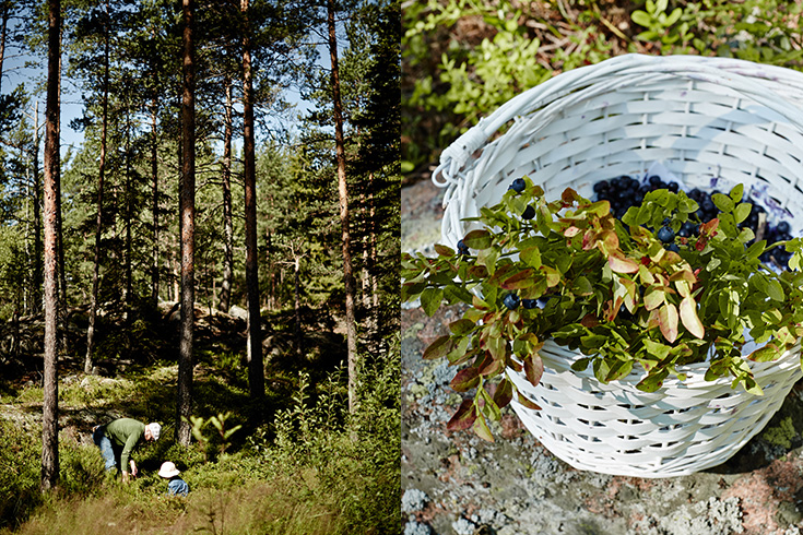 07-2015-suomi-forest-blueberry-mustikka-photo-krista-keltanen-06