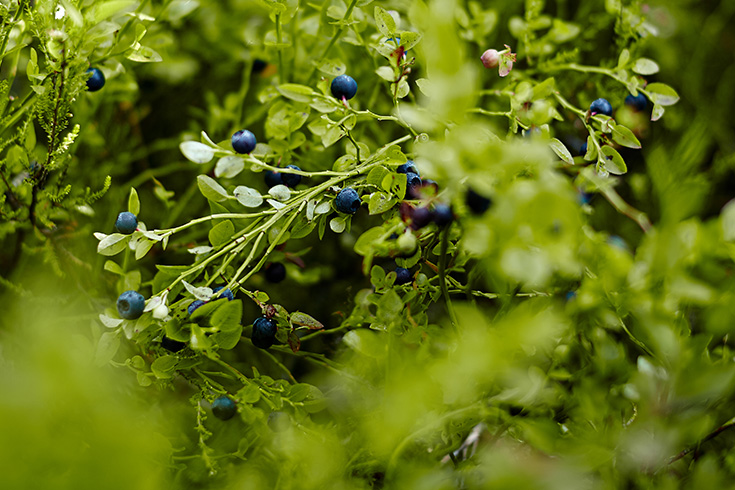07-2015-suomi-forest-blueberry-mustikka-photo-krista-keltanen-07