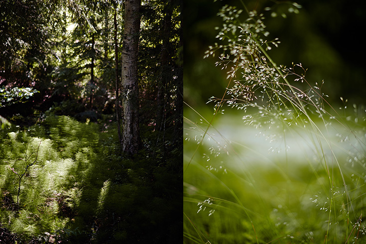 07-2015-suomi-forest-blueberry-mustikka-photo-krista-keltanen-12