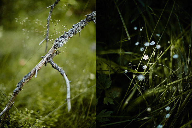 07-2015-suomi-forest-blueberry-mustikka-photo-krista-keltanen-14
